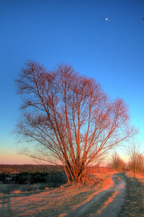 hdr_baum_kugelfangwall_01_5xp