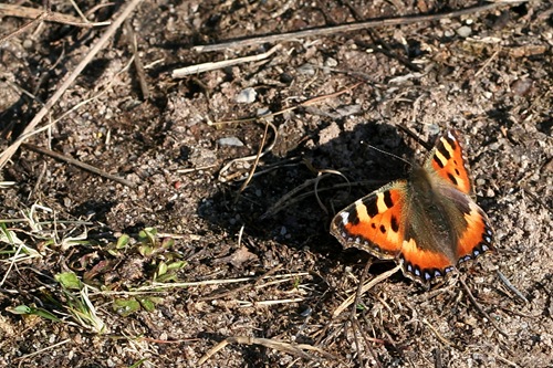 IMG_4054crop