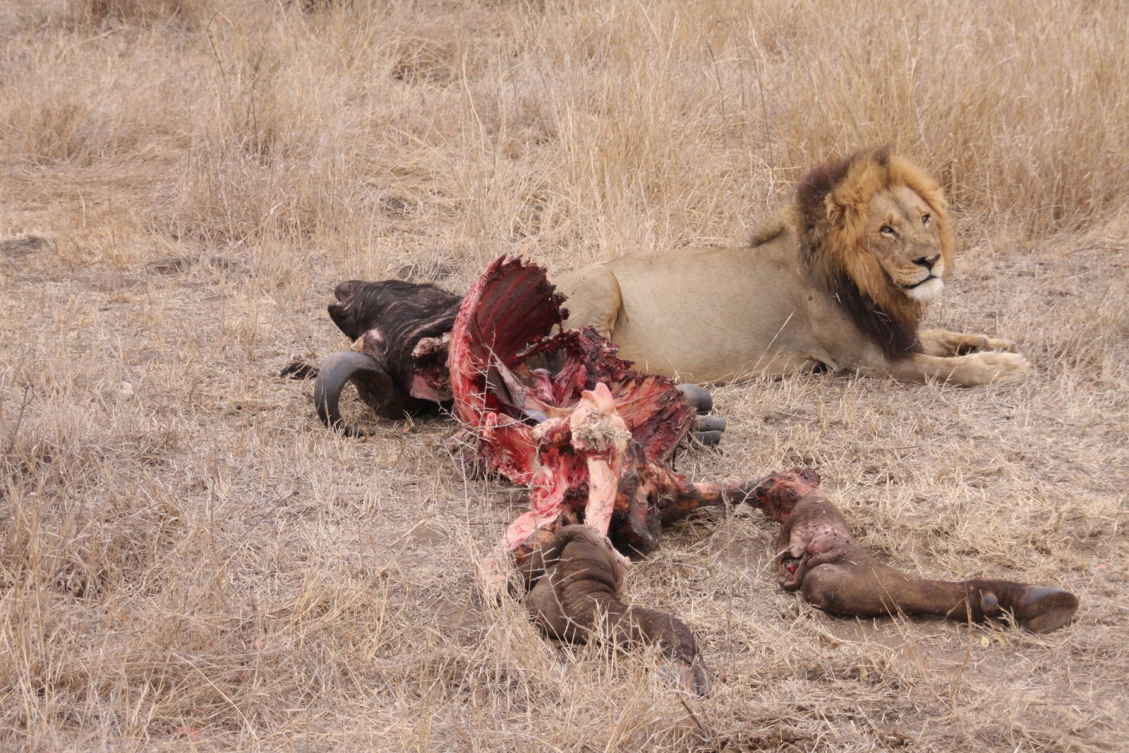 camping in africa